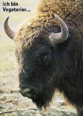 bison.jpg (98704 Byte)