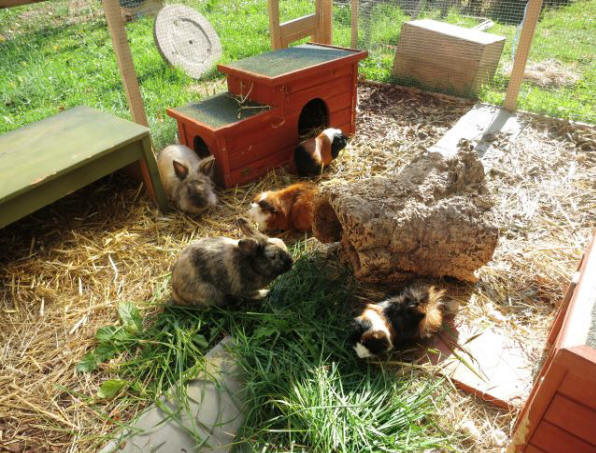 Kaninchen Auslaufgehege Was Man Unbedingt Beachten Muss