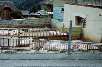 wiesenberg1.jpg (261081 Byte)