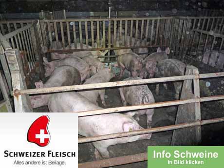 Erlaubte Tierquälerei - vom angeblich strengen Tierschutzgesetz