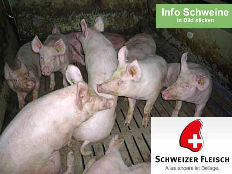 Erlaubte Tierquälerei - vom angeblich strengen Tierschutzgesetz