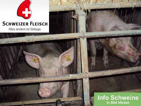 Erlaubte Tierquälerei - vom angeblich strengen Tierschutzgesetz