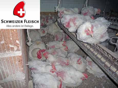 Erlaubte Tierquälerei - vom angeblich strengen Tierschutzgesetz