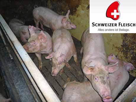 Erlaubte Tierquälerei - vom angeblich strengen Tierschutzgesetz