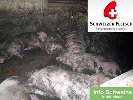 Erlaubte Tierquälerei - vom angeblich strengen Tierschutzgesetz