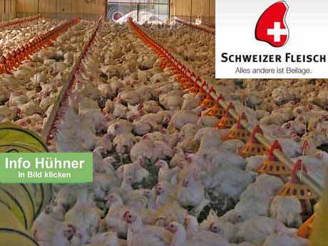 Erlaubte Tierquälerei - vom angeblich strengen Tierschutzgesetz