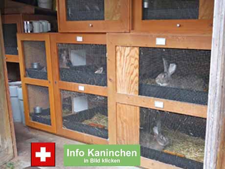 Erlaubte Tierquälerei - vom angeblich strengen Tierschutzgesetz