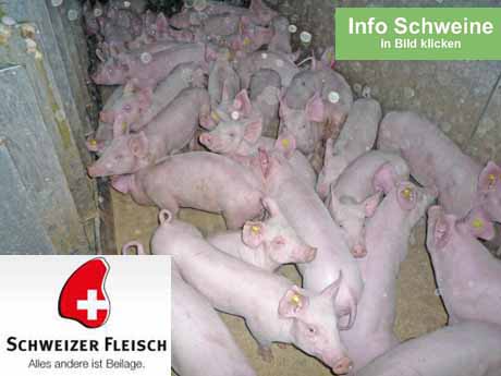 Erlaubte Tierquälerei - vom angeblich strengen Tierschutzgesetz