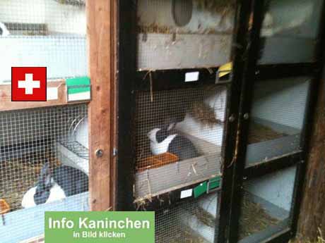 Erlaubte Tierquälerei - vom angeblich strengen Tierschutzgesetz