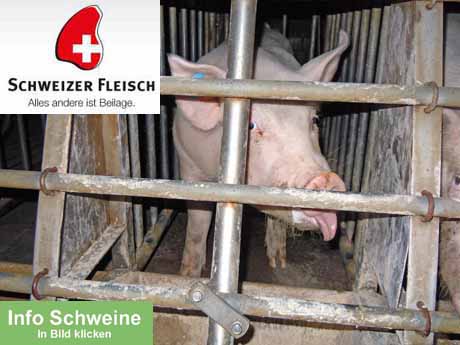 Erlaubte Tierquälerei - vom angeblich strengen Tierschutzgesetz