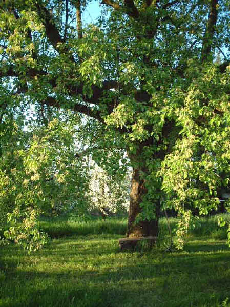 maibaum.jpg (61656 Byte)