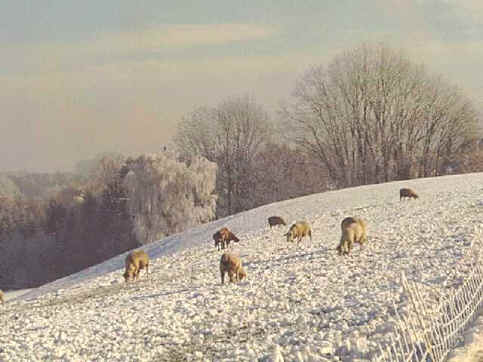 schafe-winter1.jpg (51506 Byte)