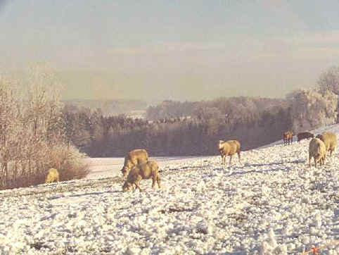 schafe-winter2.jpg (50294 Byte)
