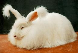 angora.jpg (7728 Byte)