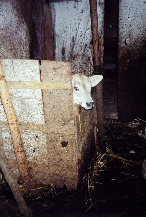 kalb_arni.JPG (133279 Byte)