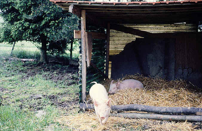 schweine-schlafnest-4.jpg (206639 Byte)