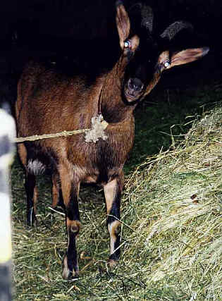 ziege_lengnau.JPG (55299 Byte)