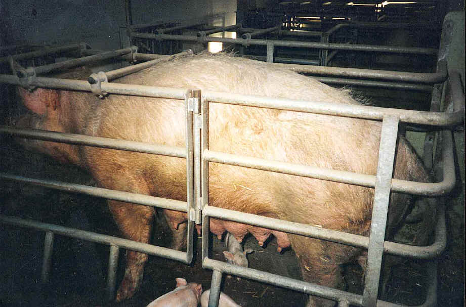 fahr-schwein2.JPG (119597 Byte)