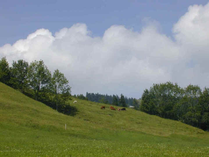 weidebeef-euthal-1.JPG (66390 Byte)