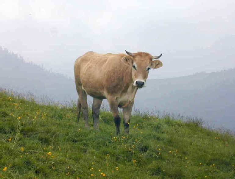 weidebeef-gross-1.JPG (39177 Byte)
