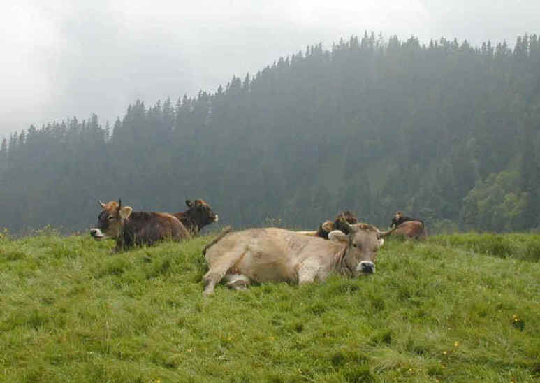 weidebeef-gross-5.JPG (44753 Byte)