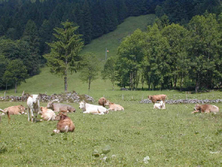 weidebeef-unteriberg-1.JPG (158853 Byte)