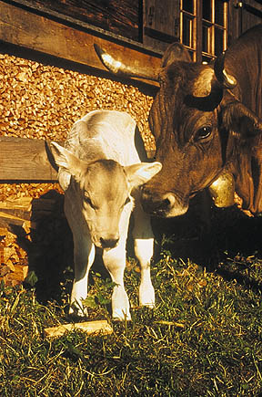 kuh_mit_kalb.jpg (66985 Byte)