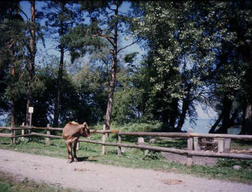 rheinsp2.jpg (57695 Byte)