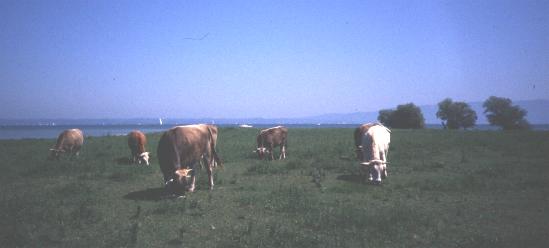 rheinsp3.jpg (14028 Byte)