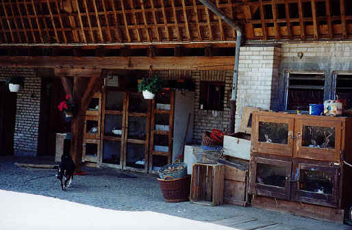 kanin-gishaldenh2.jpg (200433 Byte)